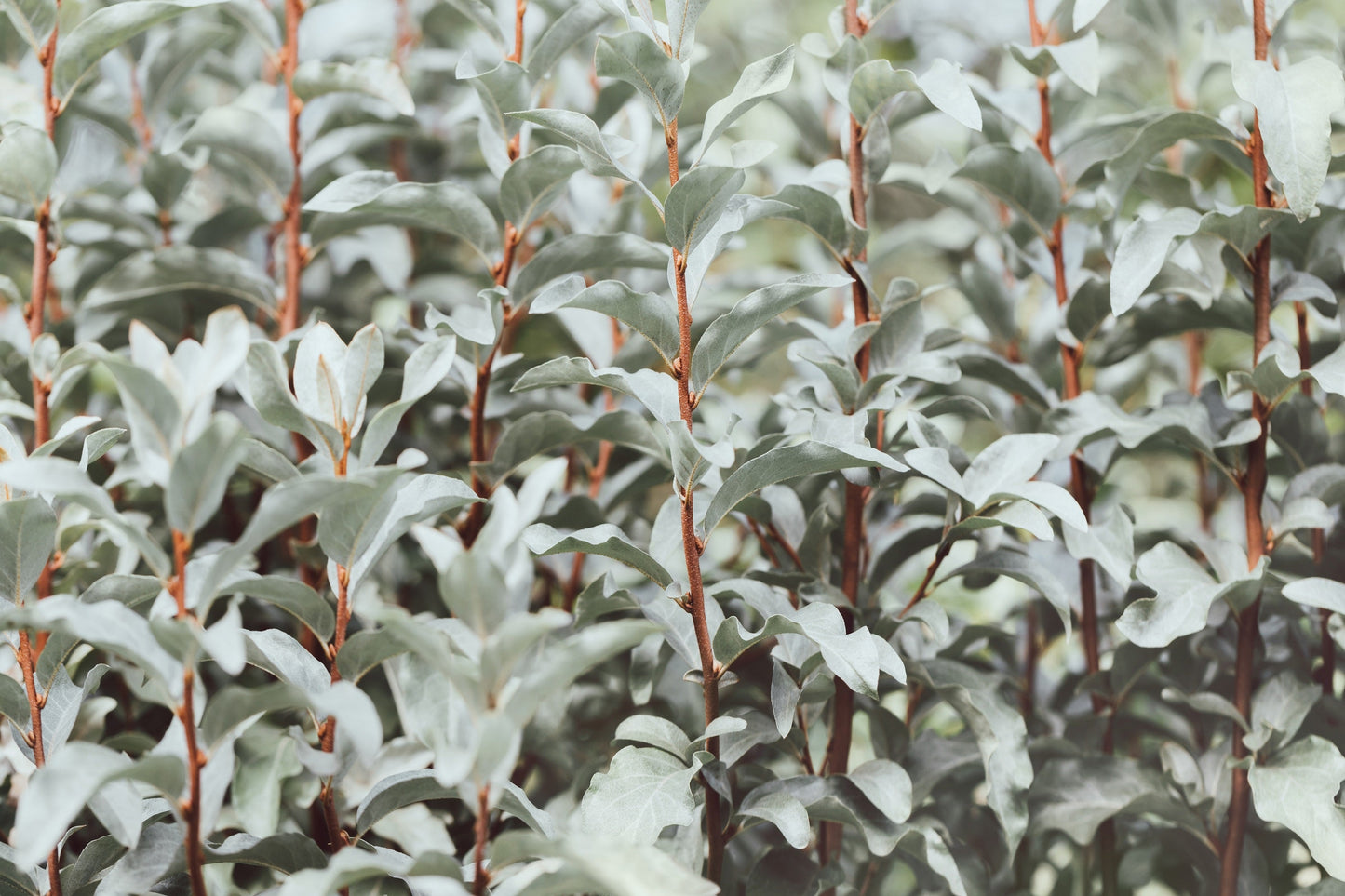 10 AMERICAN SILVERBERRY Elaeagnus Commutata aka Wolf Willow Wolfberry Wild Olive Berry Fruit Shrub Seeds