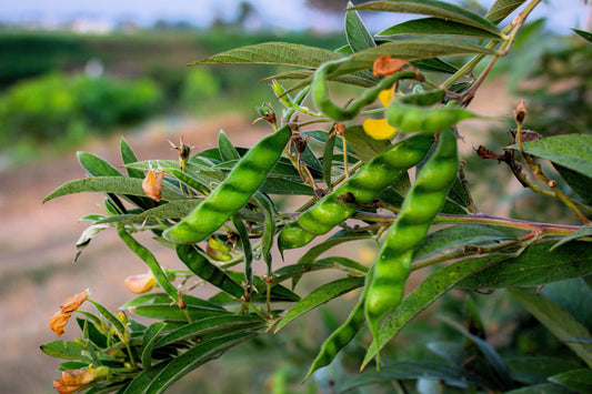 30 PIGEON PEA Dhal Gungo Puerto Rico Bean Cajanus Cajan Vegetable Seeds