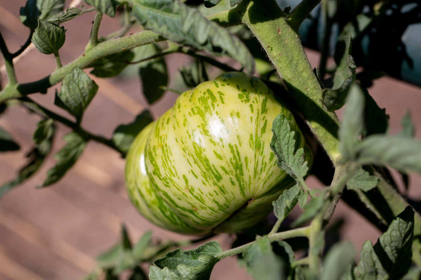 50 GREEN ZEBRA TOMATO Striped Lycopersicon Fruit Vegetable Seeds