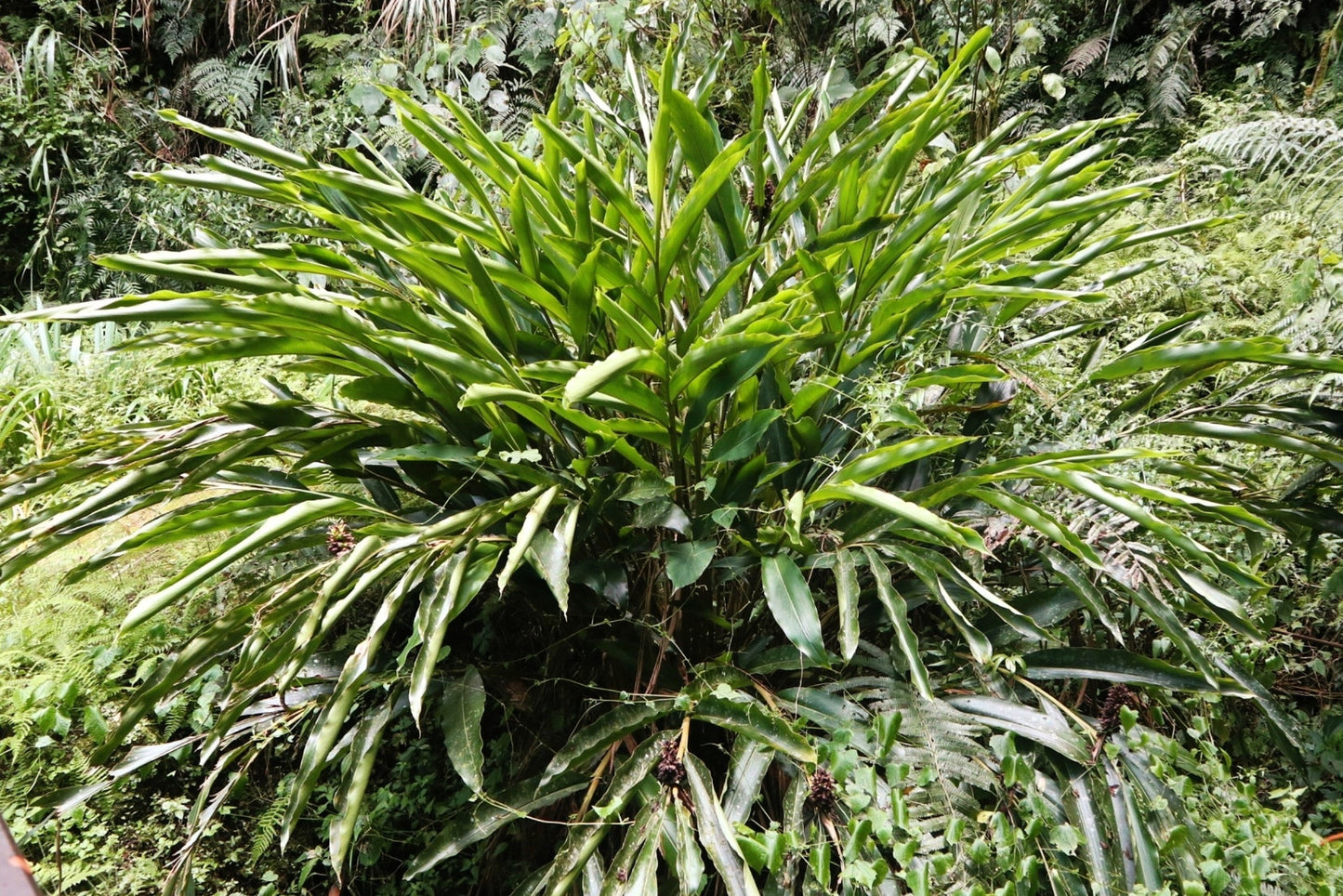 5 CARDAMON CARDAMOM Elettaria Cardamomum HERB Flower Shrub Tree Seeds