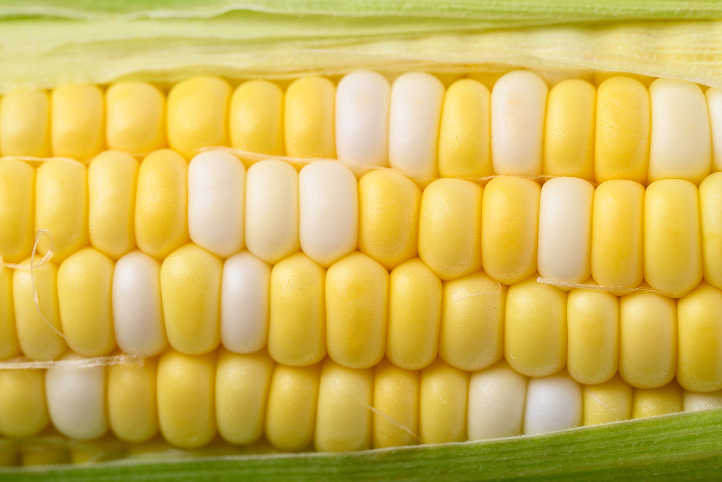 60 BICOLOR CORN DELECTABLE Yellow & White Zea Mays Vegetable Seeds