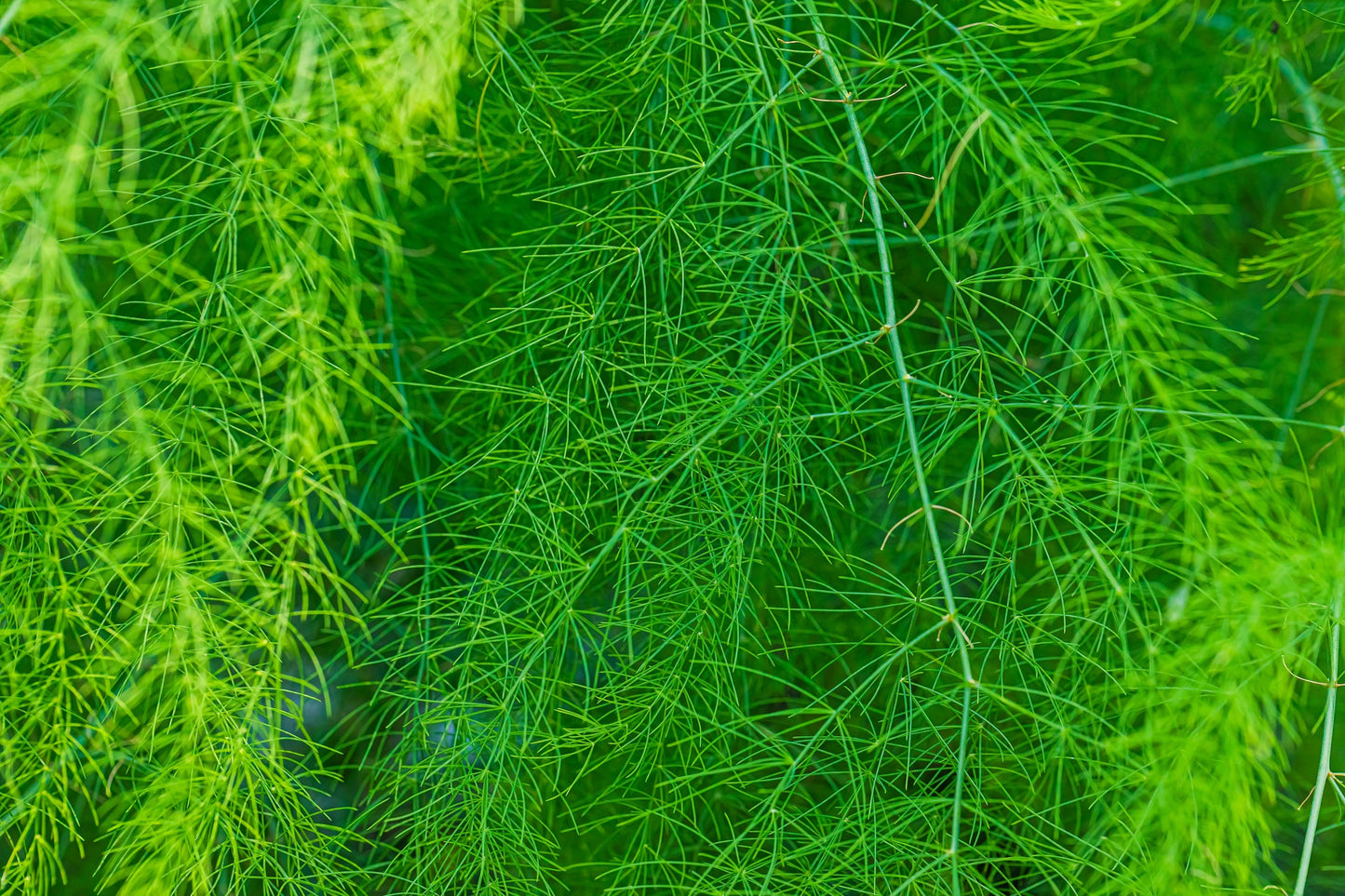 100 MARY WASHINGTON ASPARAGUS Officinalis Perennial Vegetable Seeds