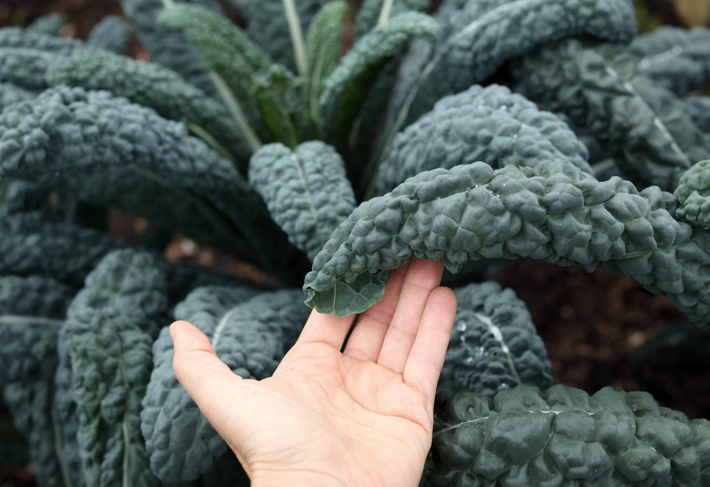 1500 LACINATO KALE Dinosaur Tuscan Black Brassica Oleracea Vegetable Seeds
