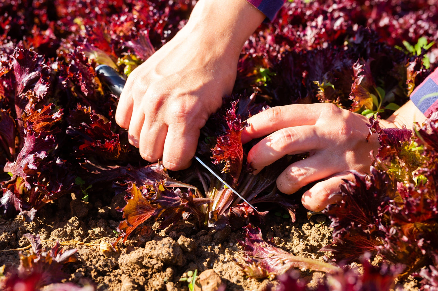 3000 Leaf Lettuce RED SALAD BOWL Lactuca Sativa Vegetable Seeds