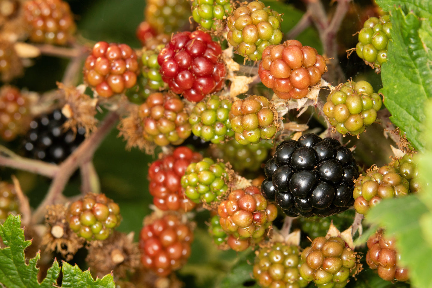 25 TRAILING BLACKBERRY Pacific Rubus Ursinus Vining Shrub Fruit Berry Seeds