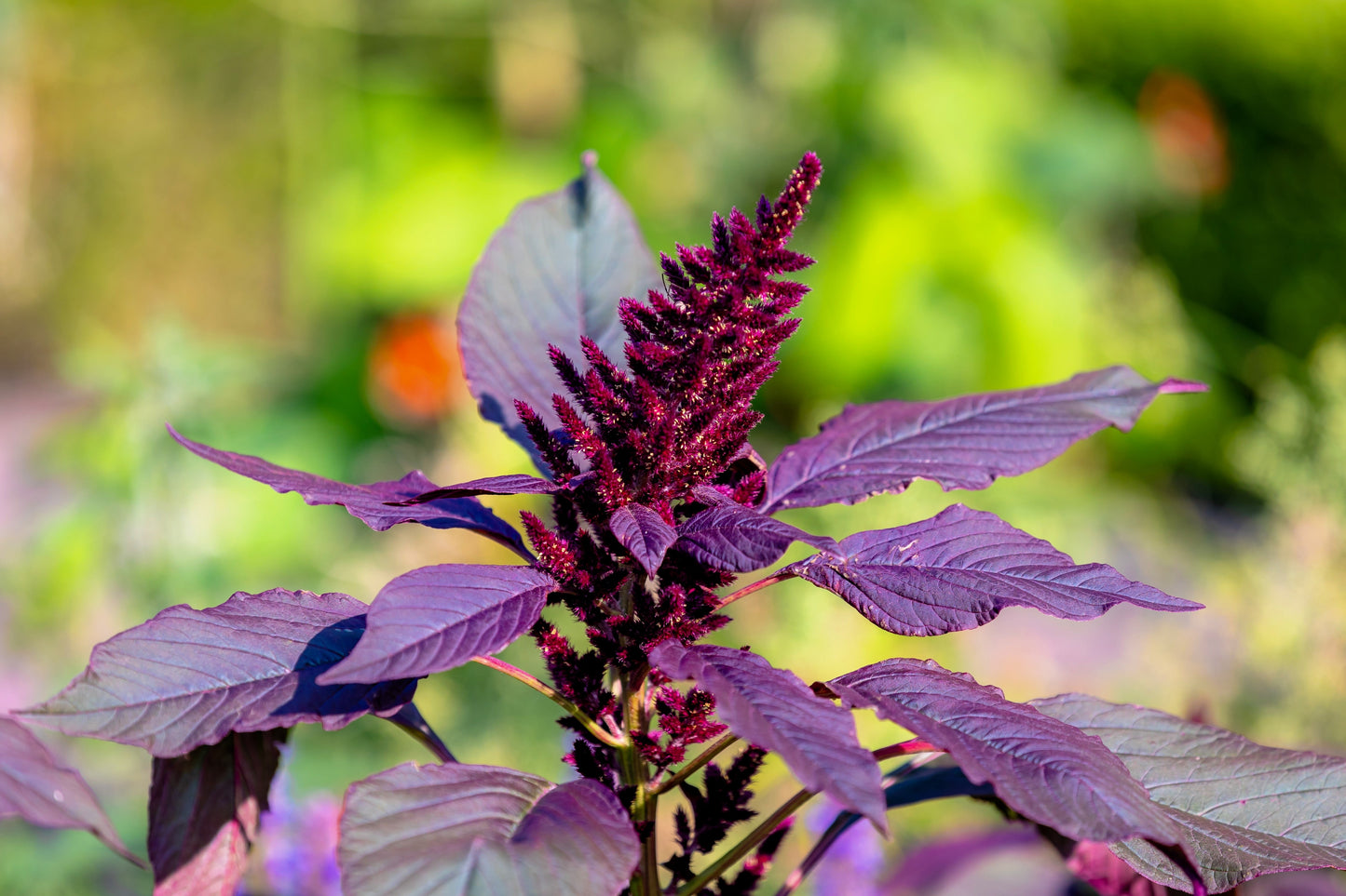 500 RED GARNET AMARANTH Amaranthus Tricolor Vegetable Flower Seeds