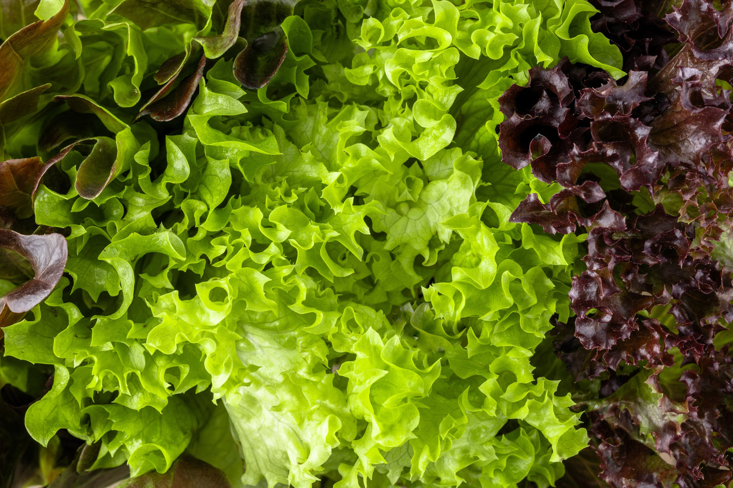 3000 Black Seeded Simpson LEAF LETTUCE Lactuca Sativa Vegetable Seeds