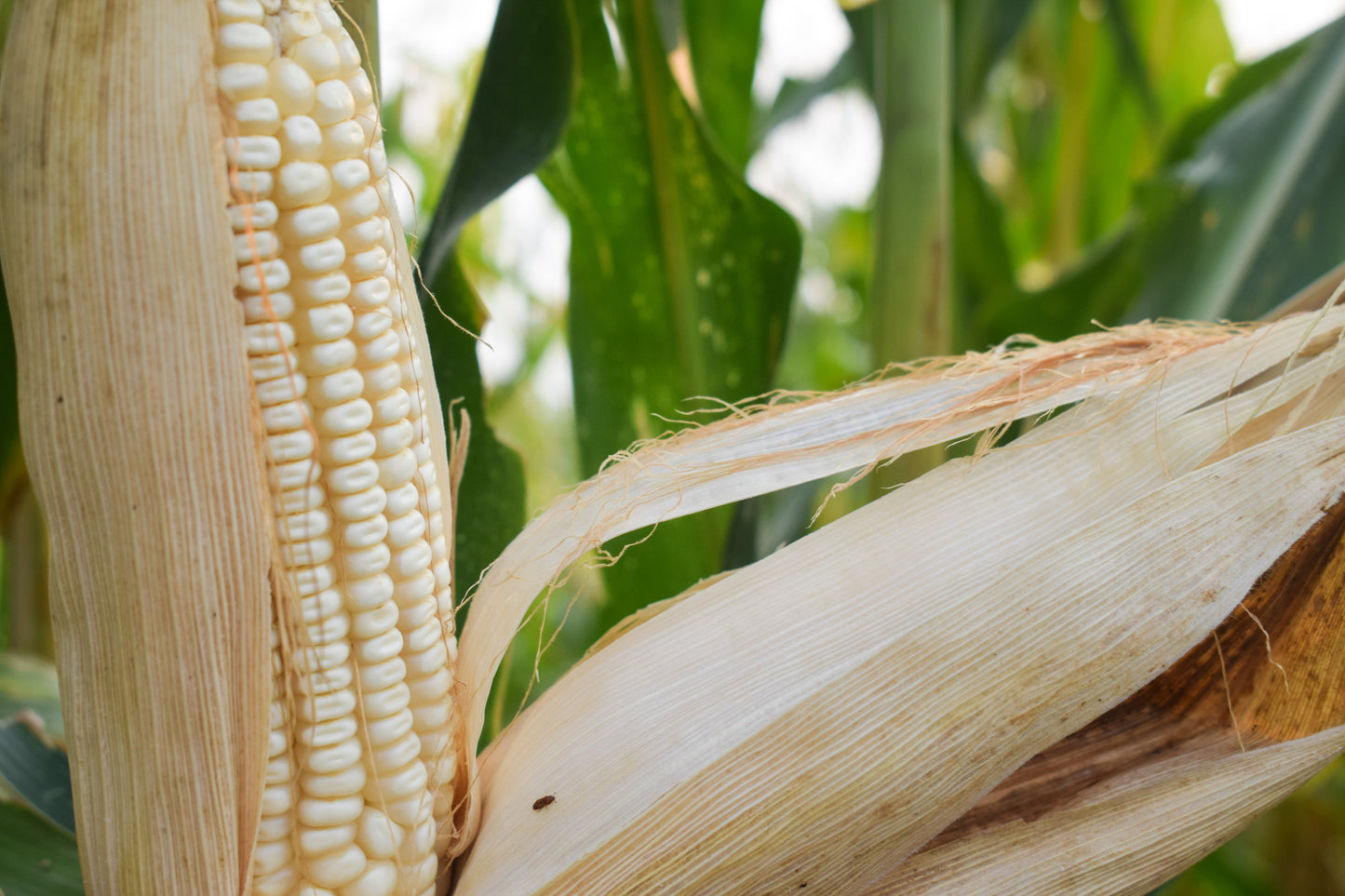 100 Country GENTLEMAN WHITE CORN Sweet Heirloom Zea Mays Vegetable Seeds