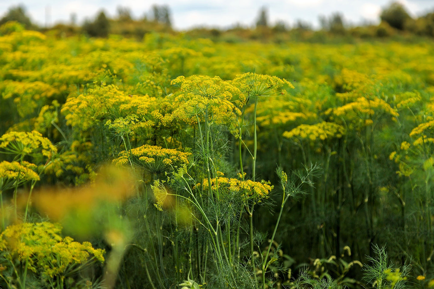 2500 BOUQUET DILL Anethum Graveolens Herb Flower Seeds