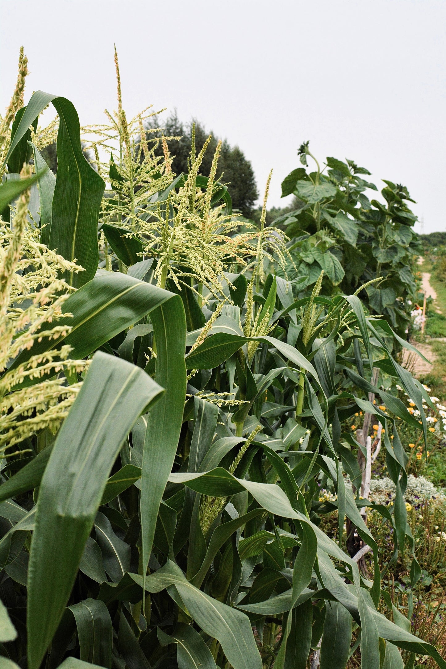 150 Red STRAWBERRY POPCORN CORN Zea Mays Vegetable Seeds