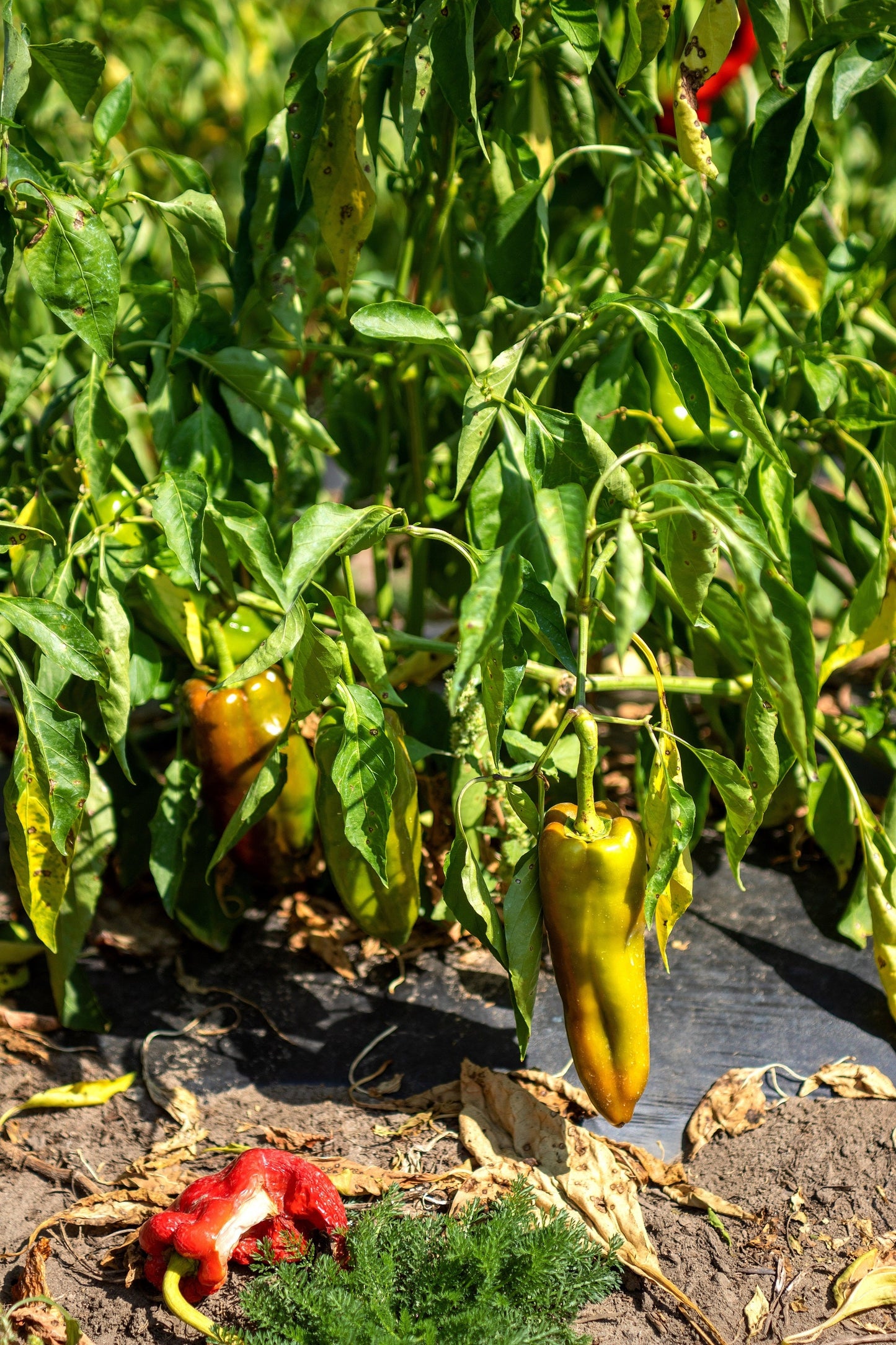 75 CUBANELLE PEPPER (Italian Sweets / Banana Pepper / Italian Frying Pepper) Capsicum Annuum Vegetable Seeds