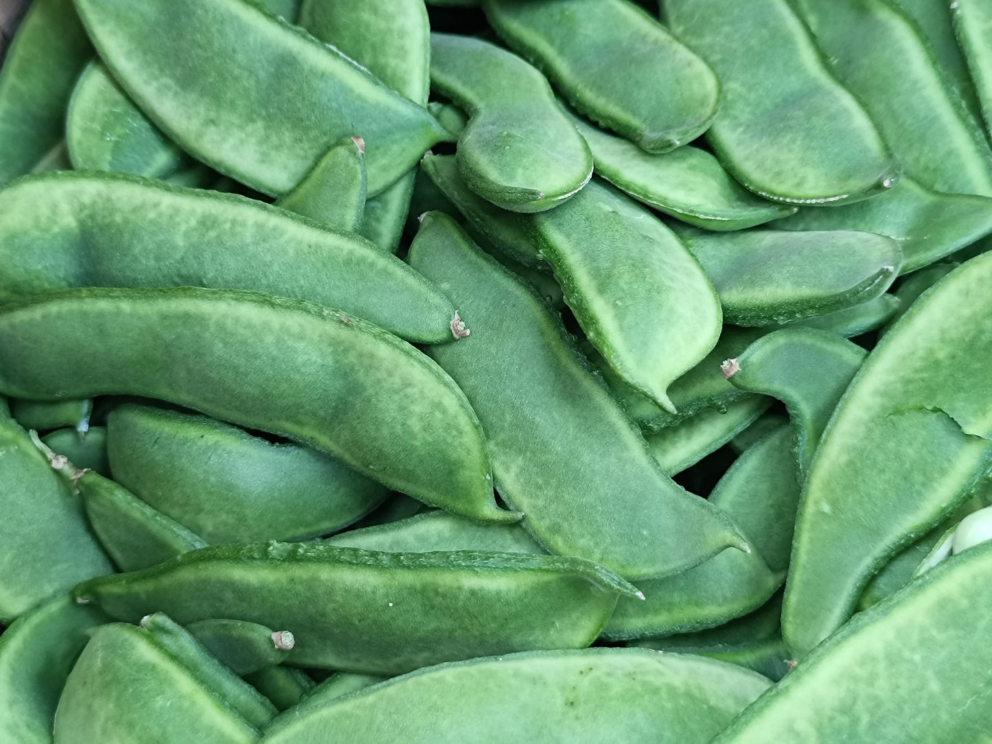 15 CHRISTMAS LIMA BEAN Calico Chestnut Phaseolus Lunatus Legume Vegetable Seeds