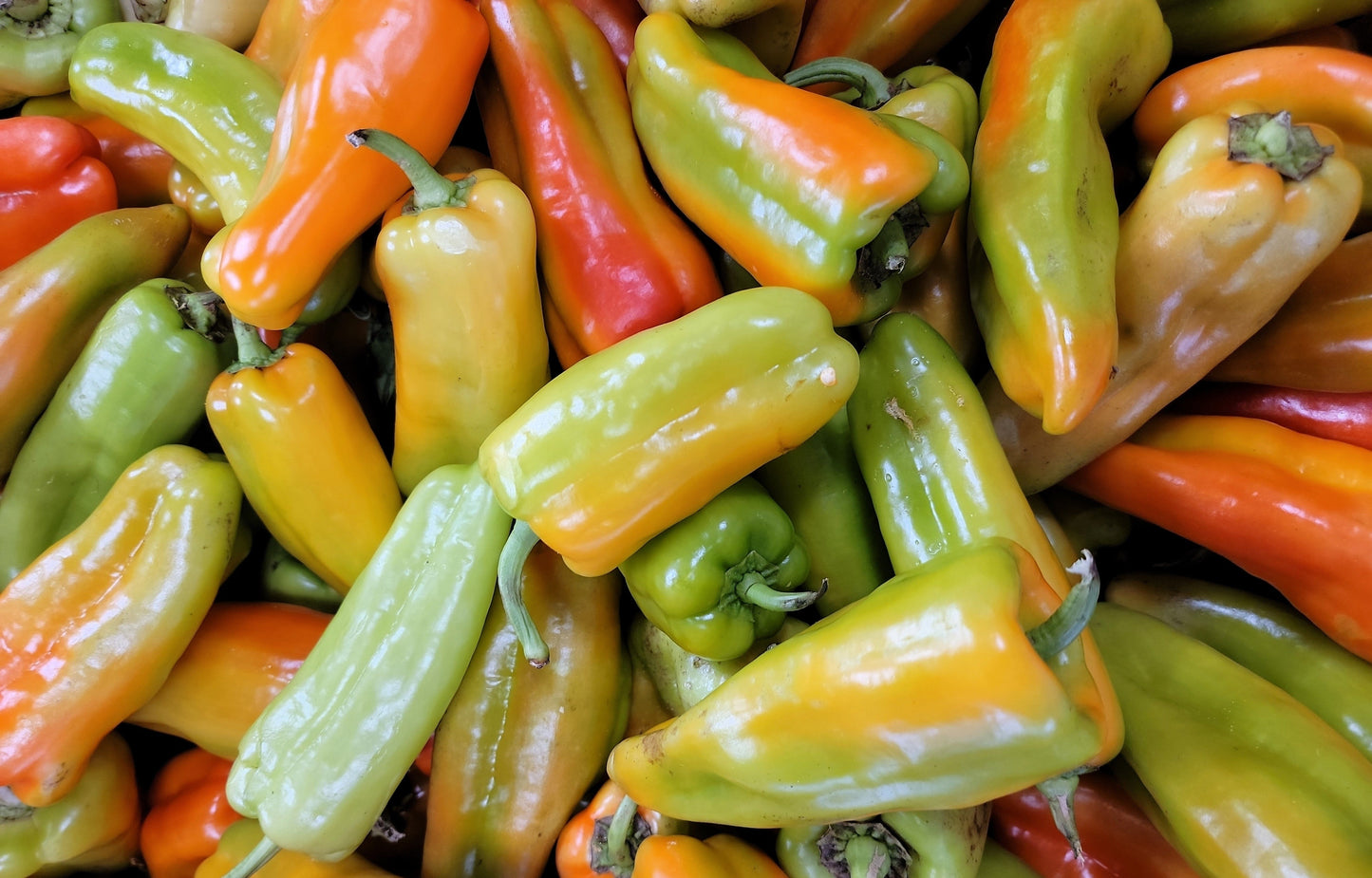 75 CUBANELLE PEPPER (Italian Sweets / Banana Pepper / Italian Frying Pepper) Capsicum Annuum Vegetable Seeds