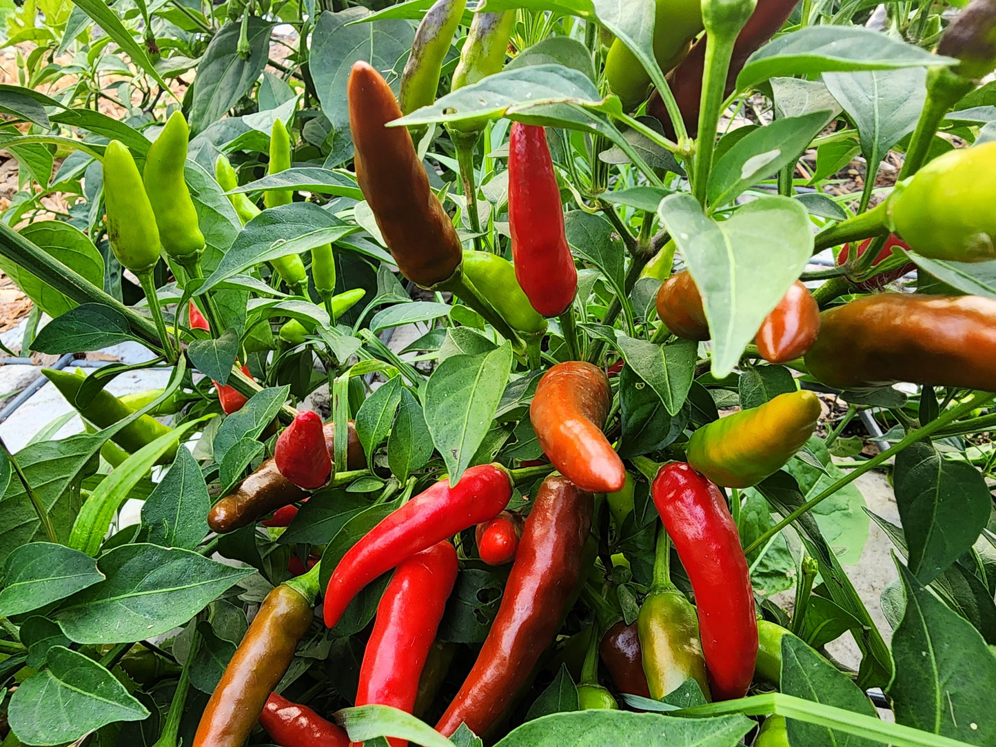 50 TABASCO PEPPER Hot Red Capsicum Fruitescens Vegetable Seeds