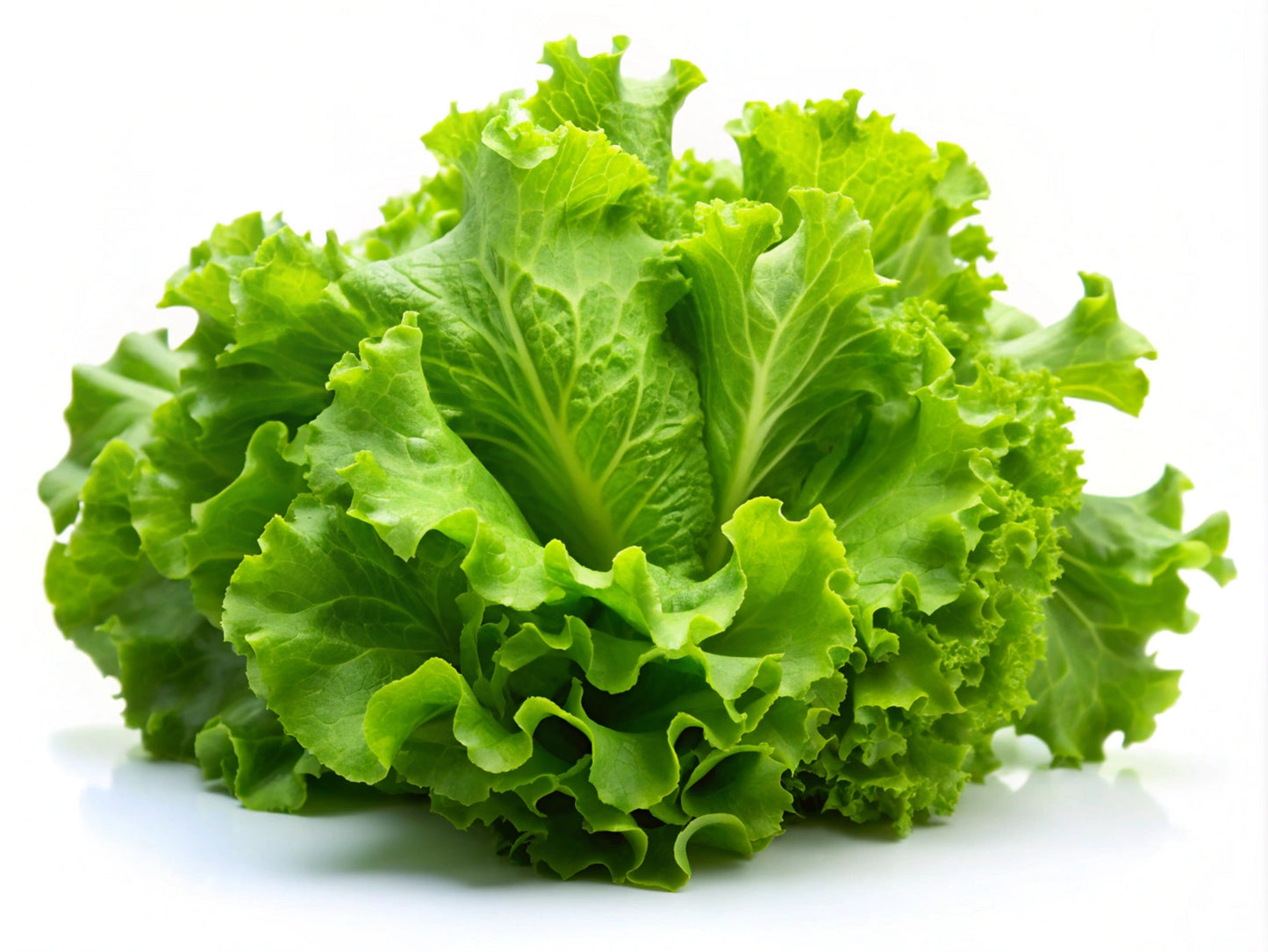 3000 Black Seeded Simpson LEAF LETTUCE Lactuca Sativa Vegetable Seeds