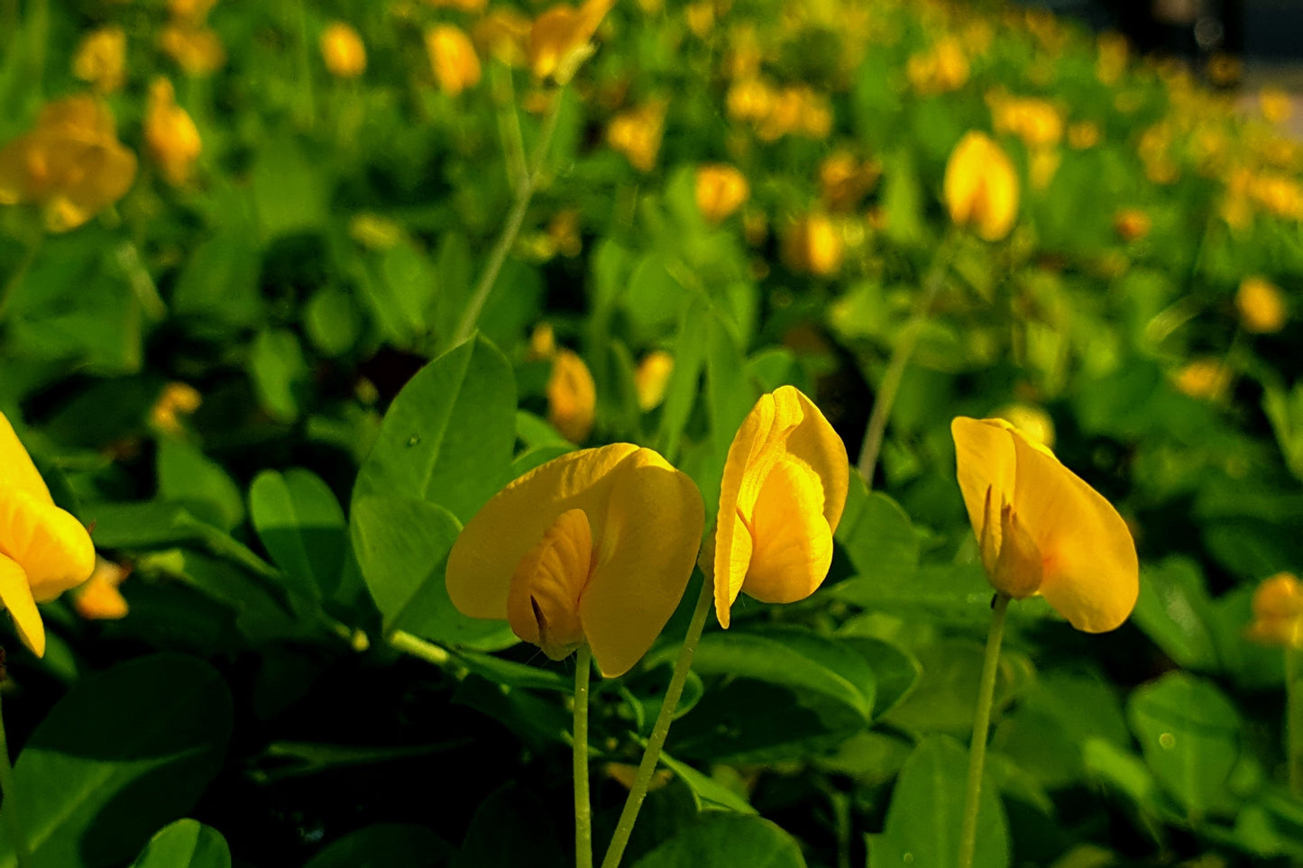 25 Seeds BAILEY II Virginia PEANUT Arachis Hypogaea Perennial Nut Plant