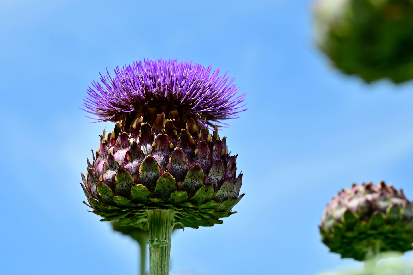 50 PURPLE ROMAGNA ARTICHOKE Italian Cynara Scolymus Flower Vegetable Seeds
