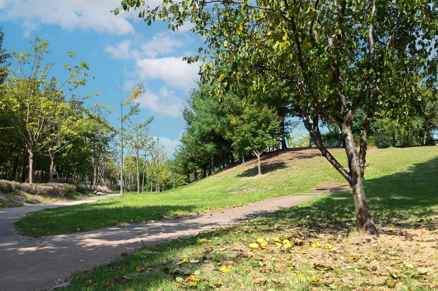 20 Chinese QUINCE FRUIT TREE Chaenomeles Sinensis Pseudocydonia Fruit Flower Seeds Thornless