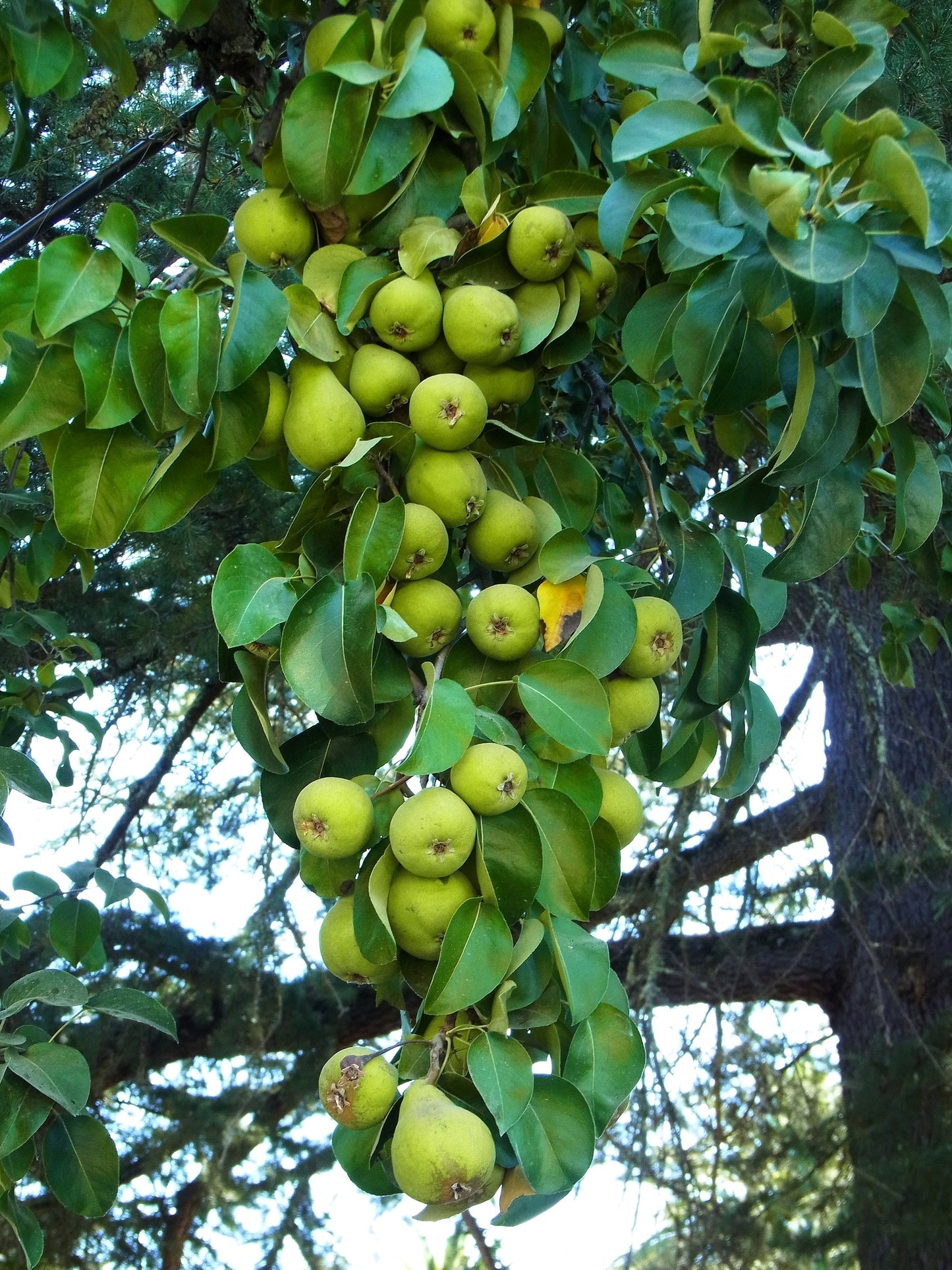 25 EUROPEAN PEAR TREE Pyrus Communis Fruit Seeds - White Flowers / Green Fruit