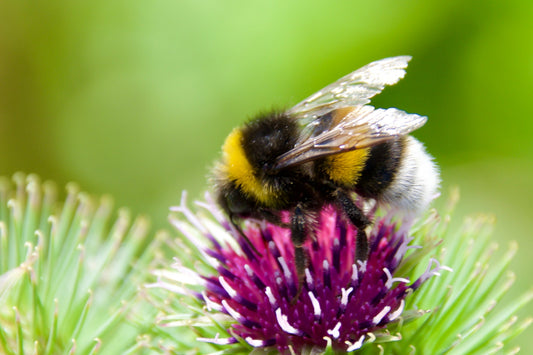 200 Great BURDOCK Arctium Lappa (Edible Burdock / Cockle-Button / Beggar's Buttons) HERB Flower Seeds