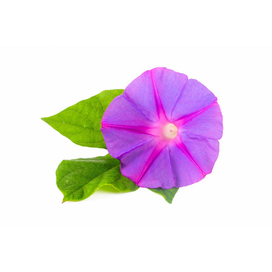 100 GRANDPA OTT MORNING GLORY Ipomoea Purpurea Flower Vine Seeds