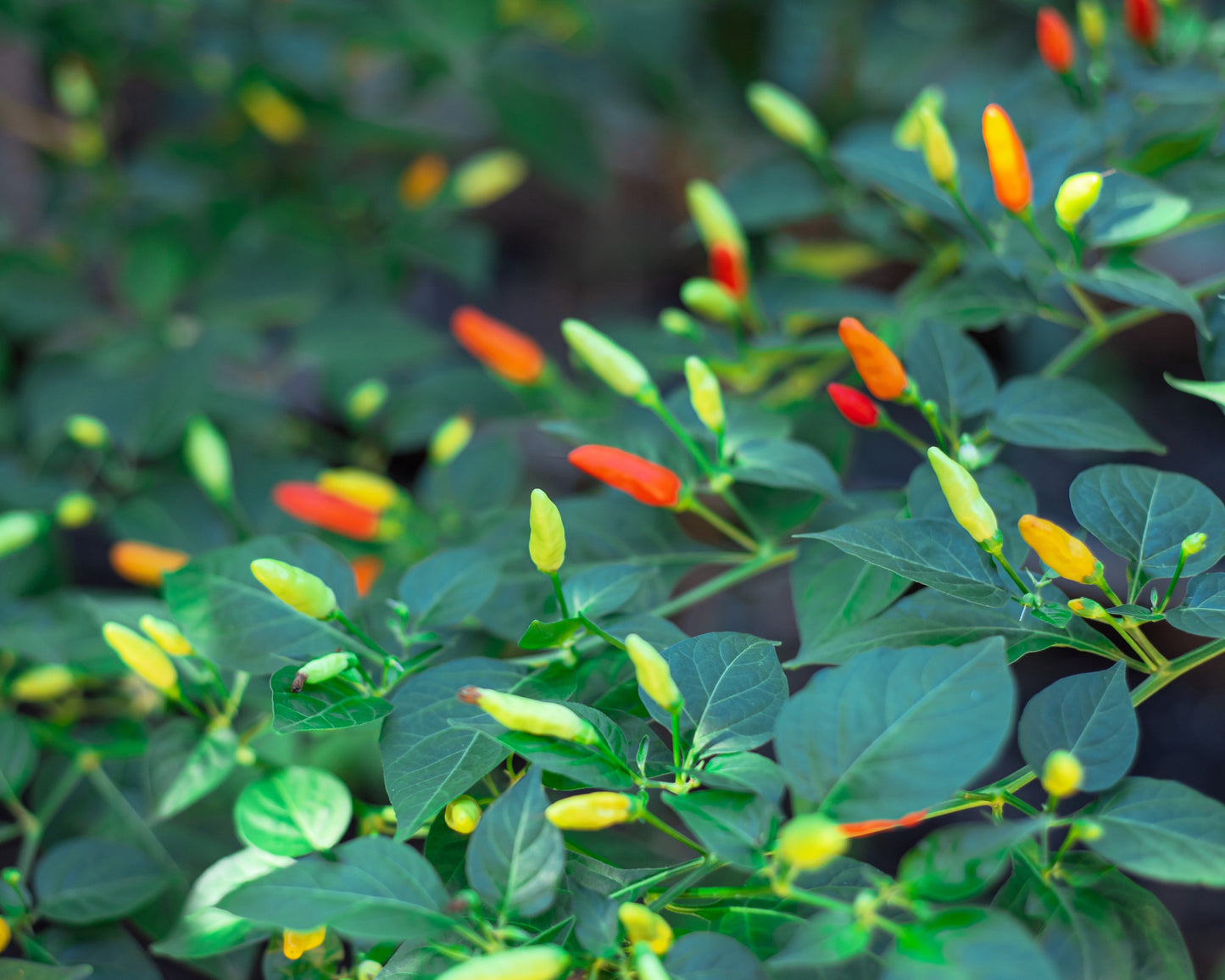 50 TABASCO PEPPER Hot Red Capsicum Fruitescens Vegetable Seeds