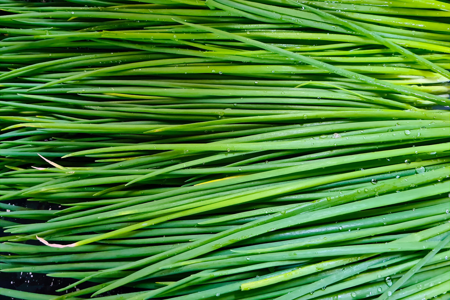 500 CHIVE Allium Schoenoprasum Vegetable Seeds