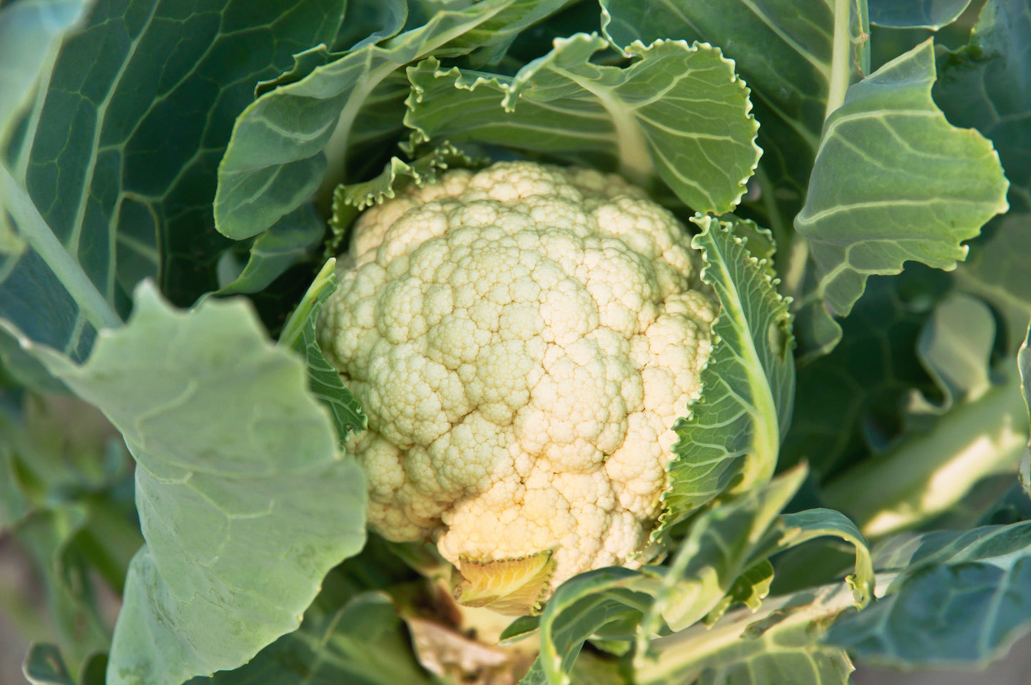 250 SNOWBALL CAULIFLOWER Brassica Oleracea Botrytis Vegetable Seeds