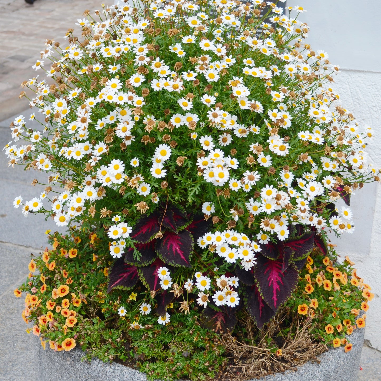 1000 GERMAN CHAMOMILE Matricaria Recutita Chamomilla Herb Flower Seeds