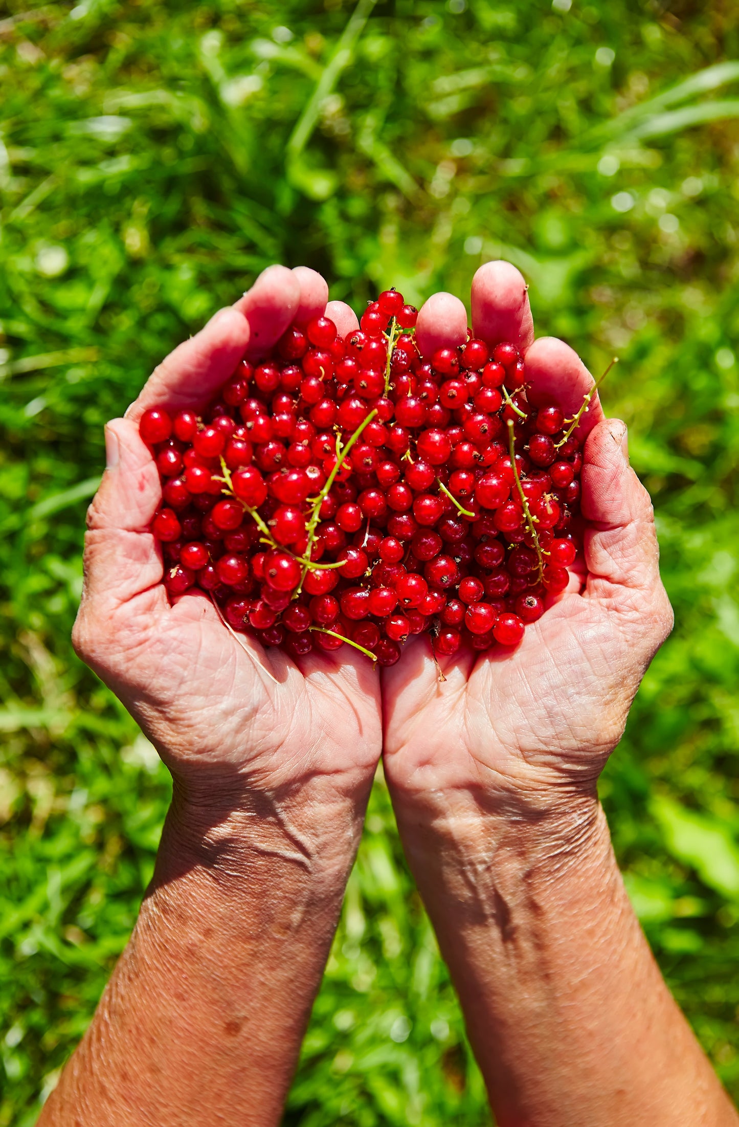 20 Red WAX CURRANT Edible Fruit Berries Pink Flowers Shrub Ribes Cereum Seeds