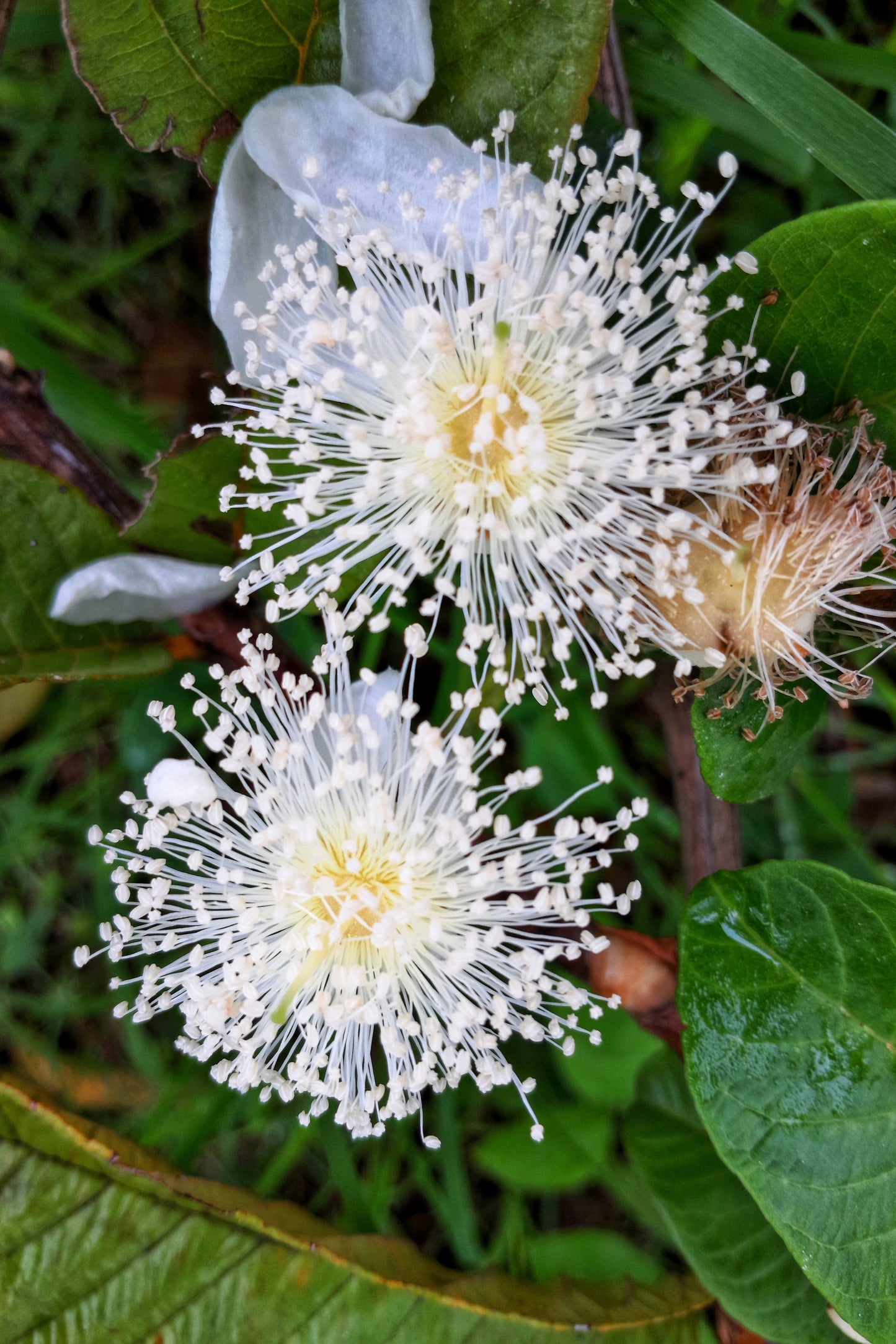 20 GUAVA FRUIT Tree Shrub Psidium Guajava White Flowers Fruit Seeds
