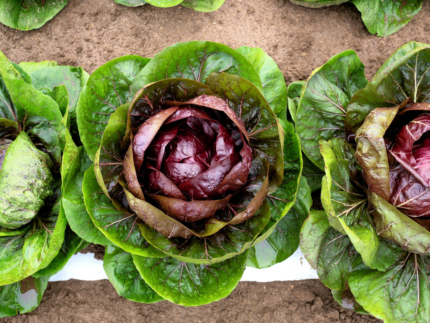 100 ROSSA Di VERONA RADICCHIO / Endive Italian Cichorium Intybus Vegetable Seeds