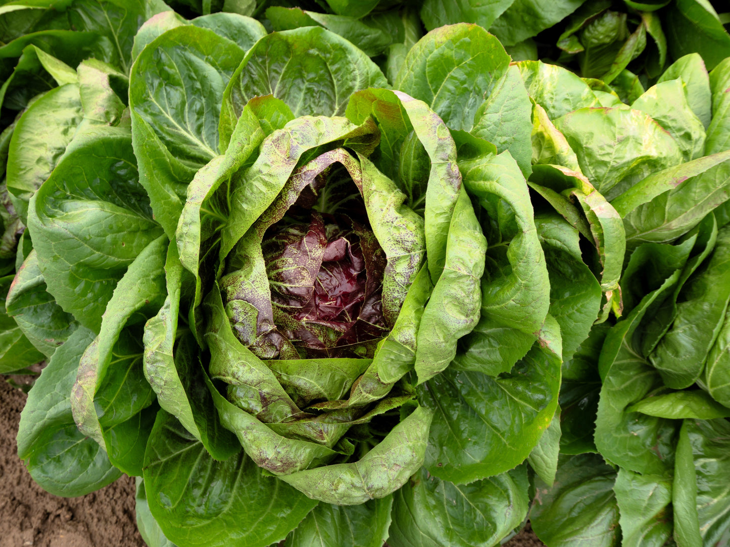 100 ROSSA Di VERONA RADICCHIO / Endive Italian Cichorium Intybus Vegetable Seeds