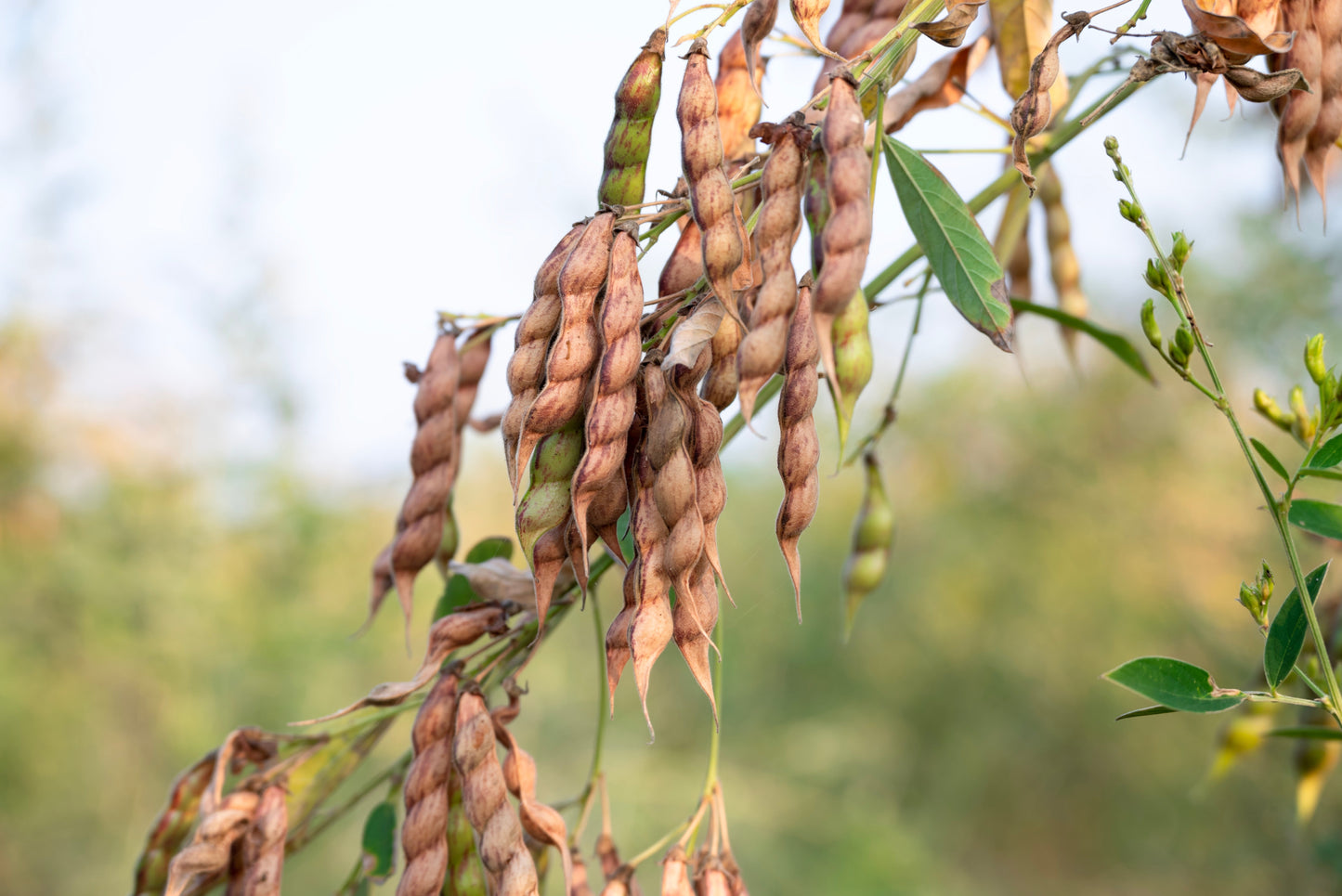30 PIGEON PEA Dhal Gungo Puerto Rico Bean Cajanus Cajan Vegetable Seeds