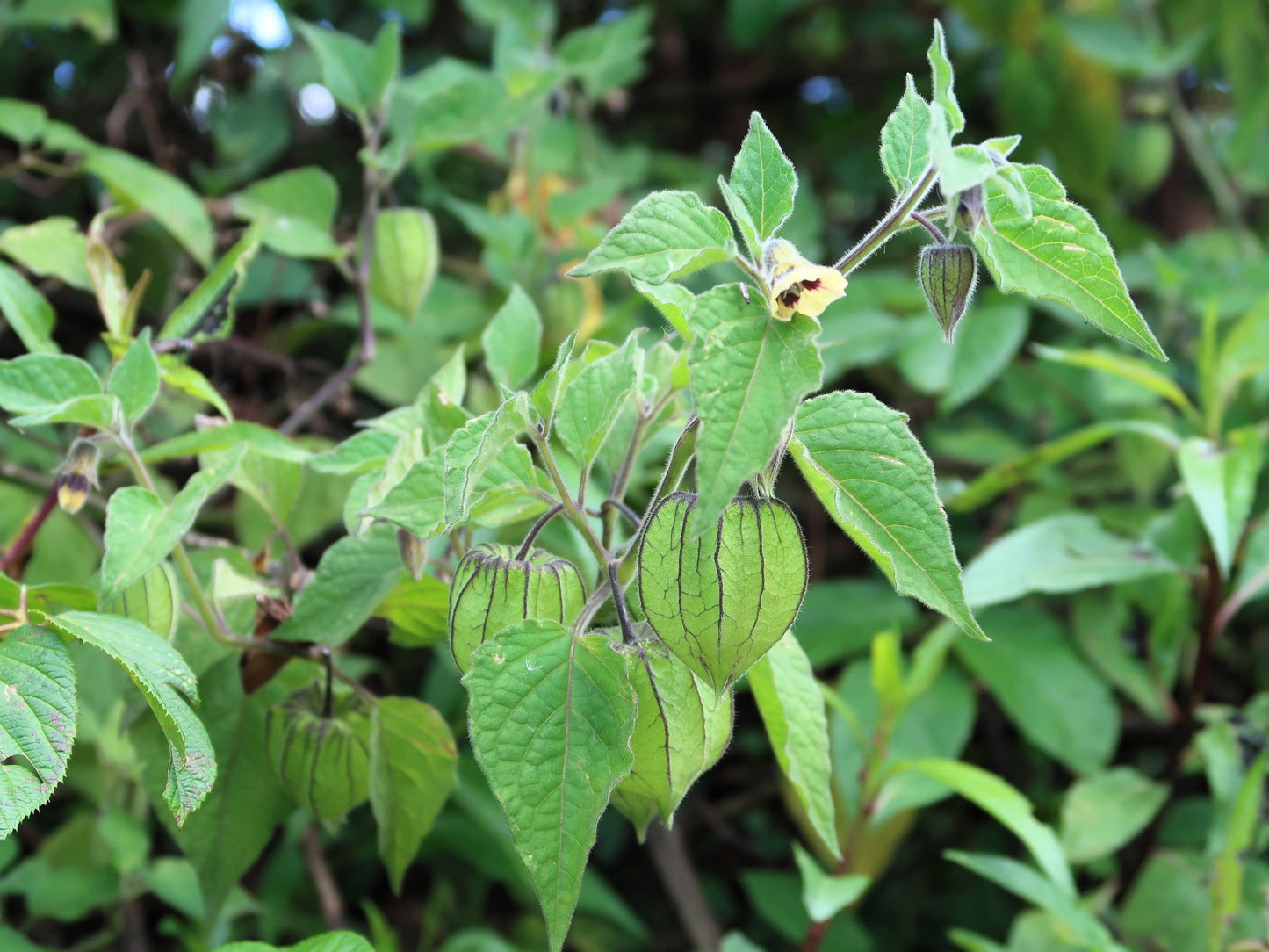 200 Organic GROUND CHERRY Physalis Pruinosa ( Golden Strawberry / Chinese Lantern ) Vegetable Seeds