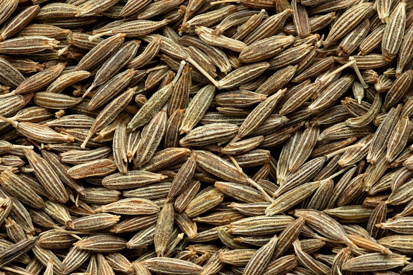 500 Organic CUMIN Cuminum Cyminum Herb Flower Seeds