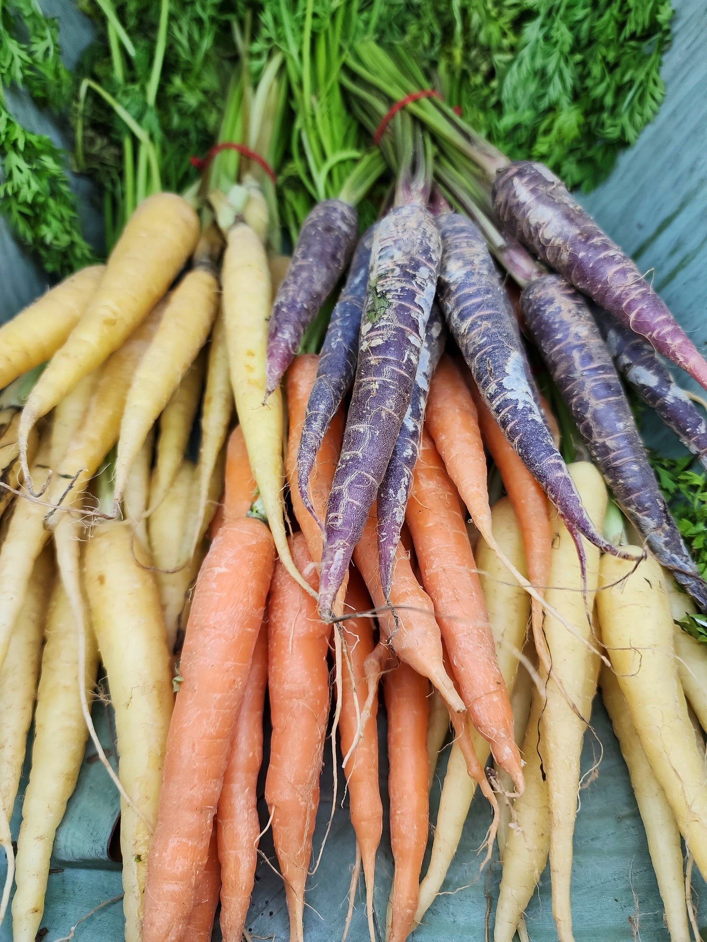 300 LUNAR WHITE CARROT Daucus Carota Vegetable Seeds