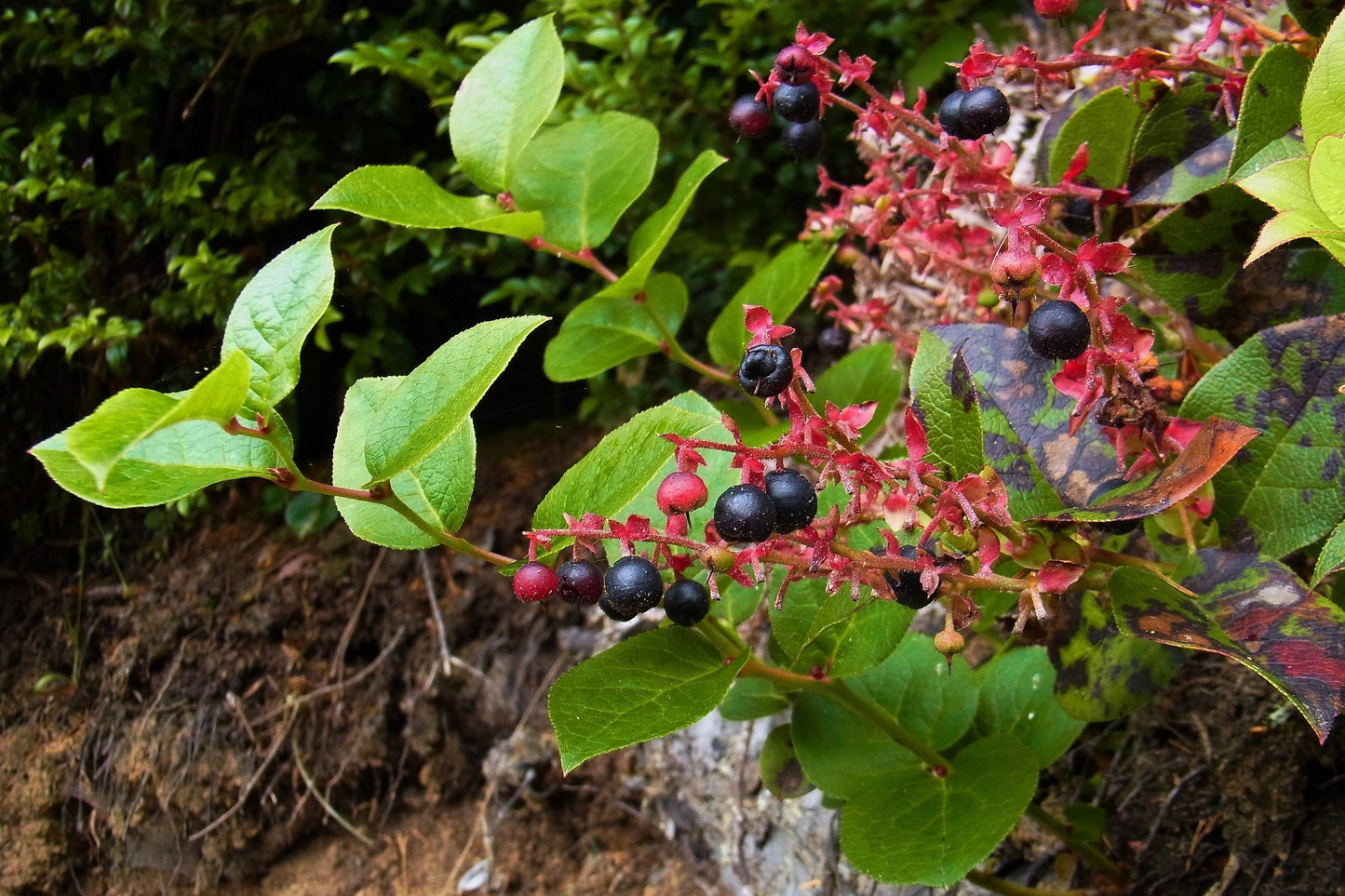 40 SALAL BERRY Gaultheria Shallon Pink White Flowers Blue Fruit Shrub Seeds