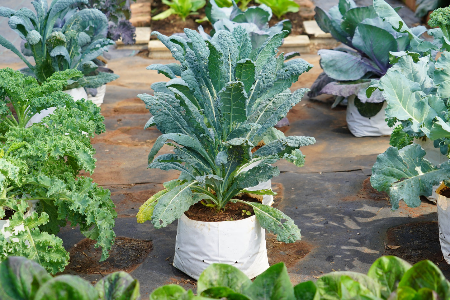 1500 LACINATO KALE Dinosaur Tuscan Black Brassica Oleracea Vegetable Seeds