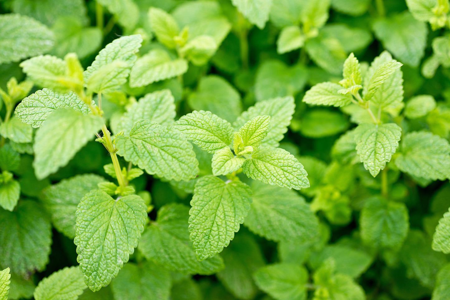 1500 LEMON BALM Melissa Officinalis Lemonbalm Fragrant Herb / Flower Seeds