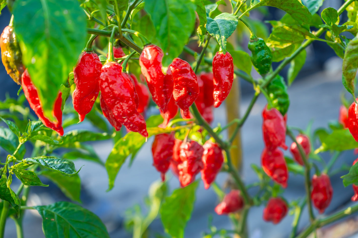 20 GHOST PEPPER SEEDS Blazing Hot Naga Bhut Jolokia Cobra Chili Vegetable Seeds