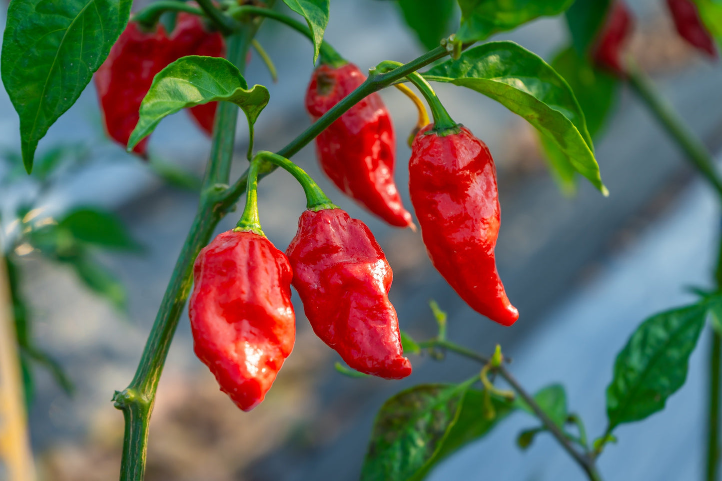 20 GHOST PEPPER SEEDS Blazing Hot Naga Bhut Jolokia Cobra Chili Vegetable Seeds