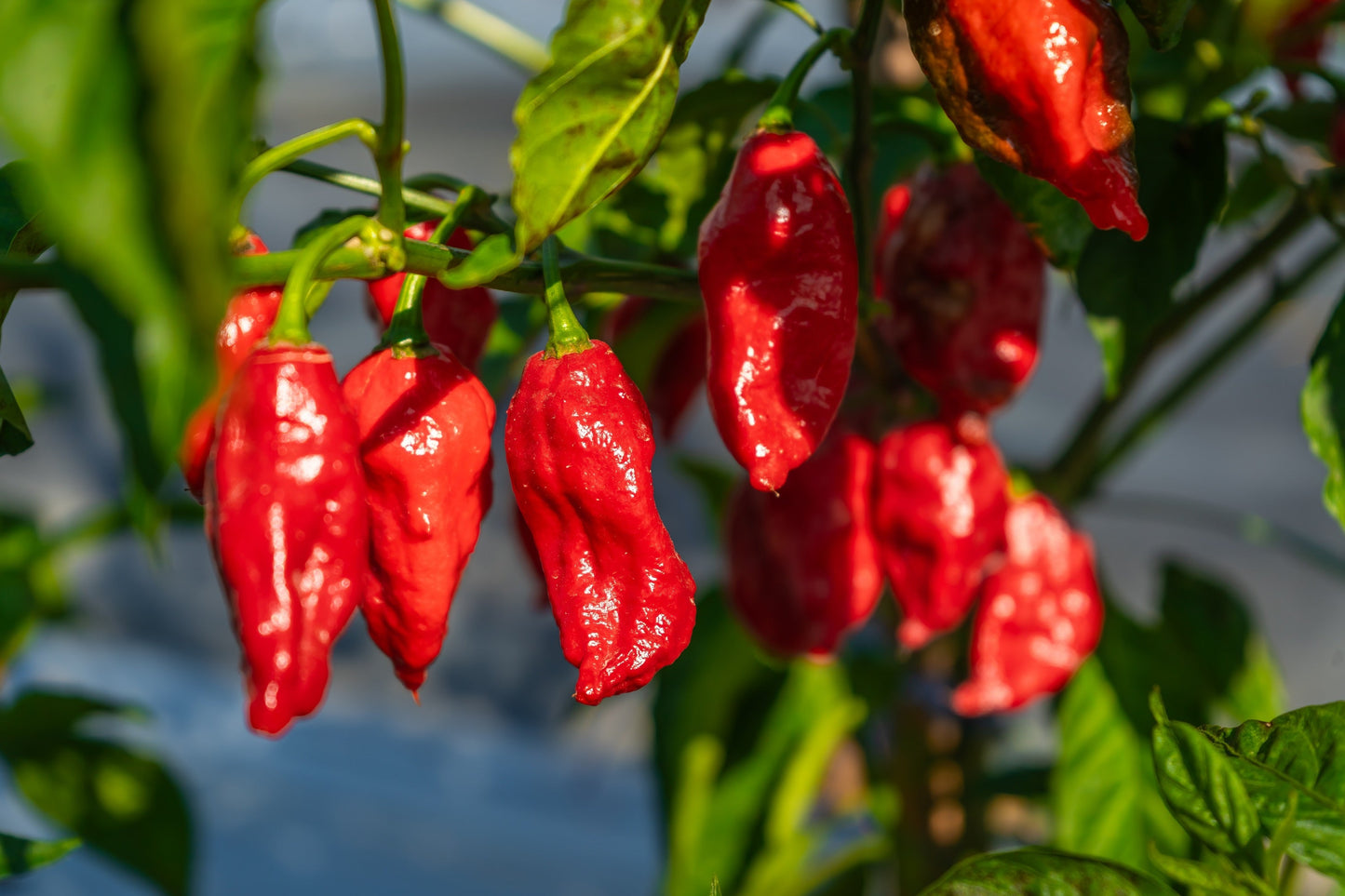 20 GHOST PEPPER SEEDS Blazing Hot Naga Bhut Jolokia Cobra Chili Vegetable Seeds
