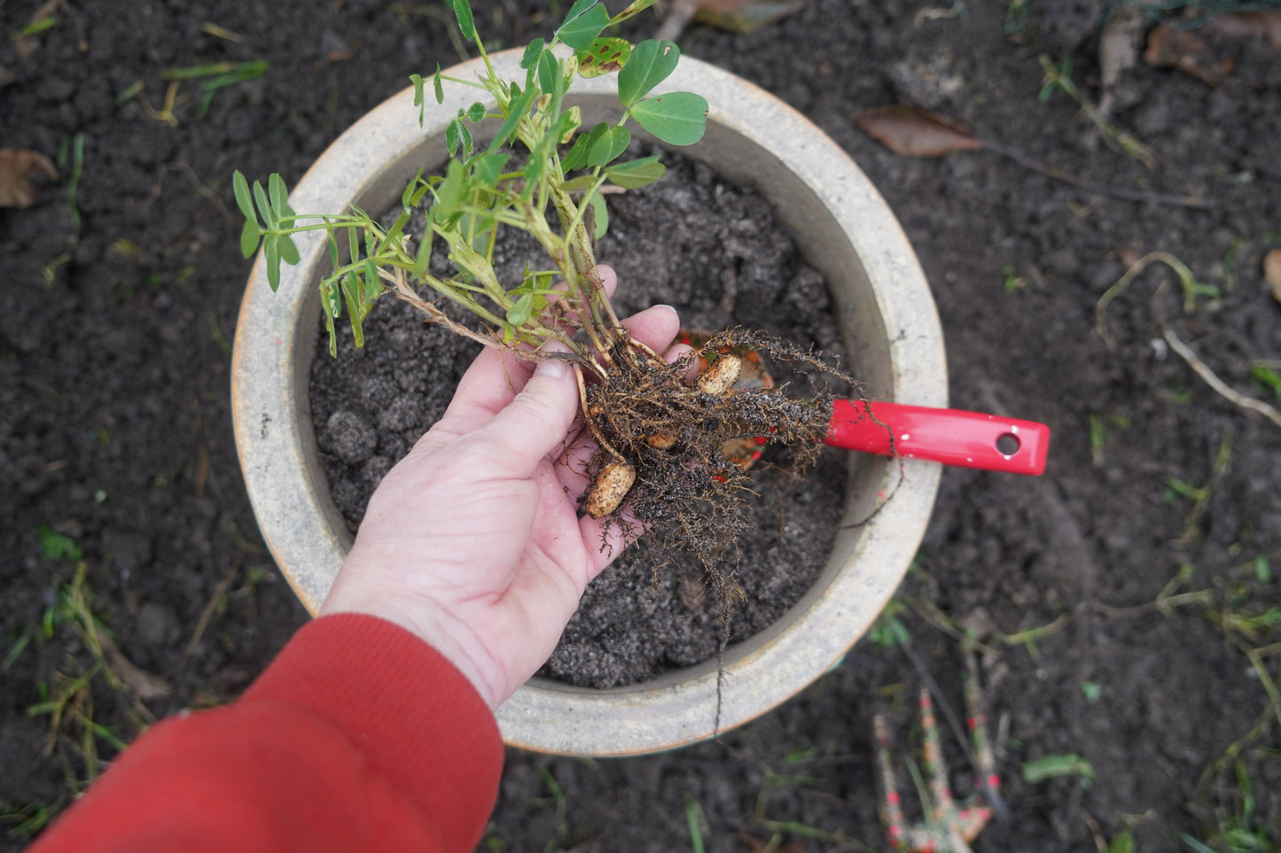 15 Seeds TENNESSEE RED PEANUT Valencia Arachis Hypogaea Perennial Nut Plant