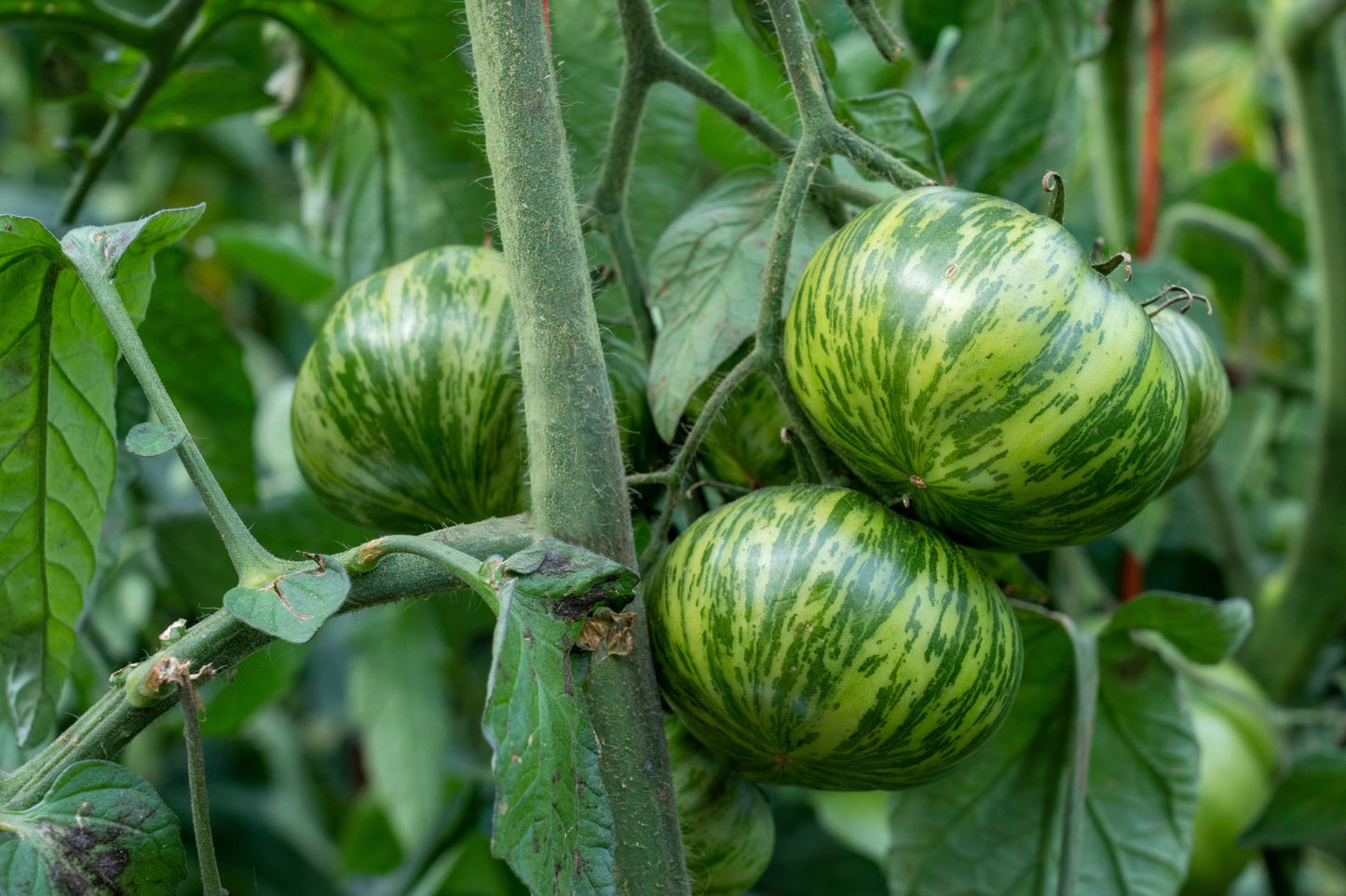 50 GREEN ZEBRA TOMATO Striped Lycopersicon Fruit Vegetable Seeds
