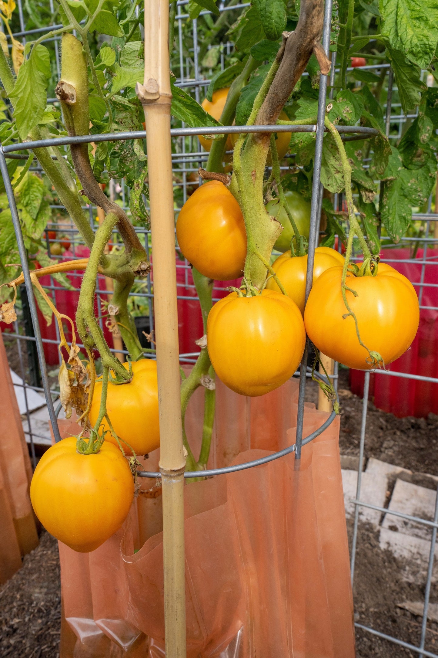 150 GOLDEN JUBILEE TOMATO Yellow Lycopersicon Lycopersicum Fruit Vegetable Seeds