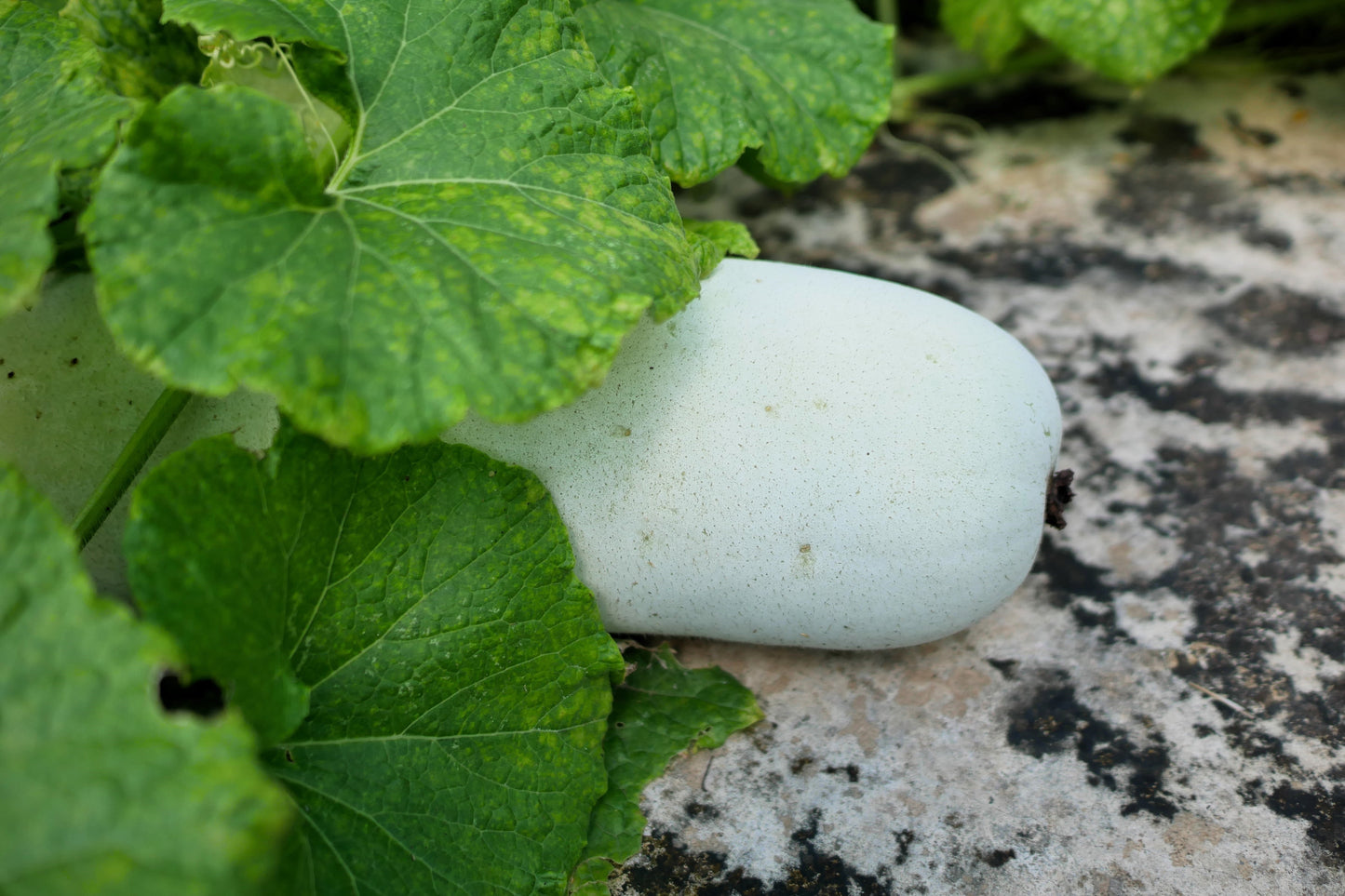 20 WAX GOURD Winter Melon White Ash Benincasa Hispida Vegetable Seeds