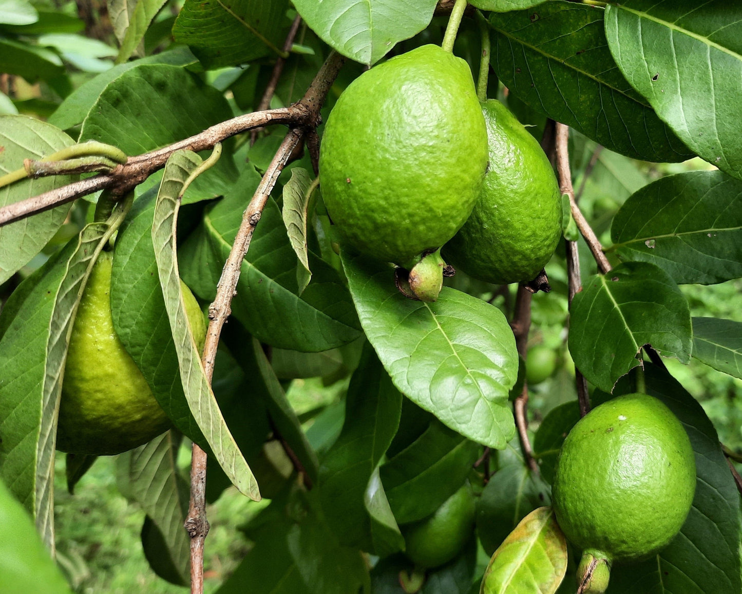 20 GUAVA FRUIT Tree Shrub Psidium Guajava White Flowers Fruit Seeds