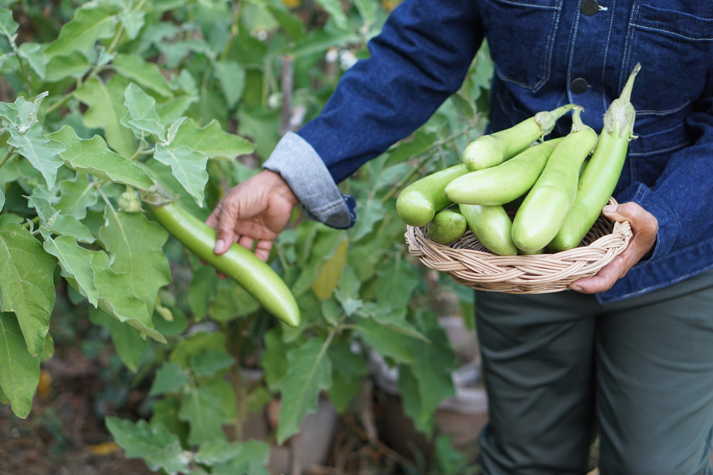 25 Louisiana LONG GREEN EGGPLANT Solanum Melongena Fruit Vegetable Seeds