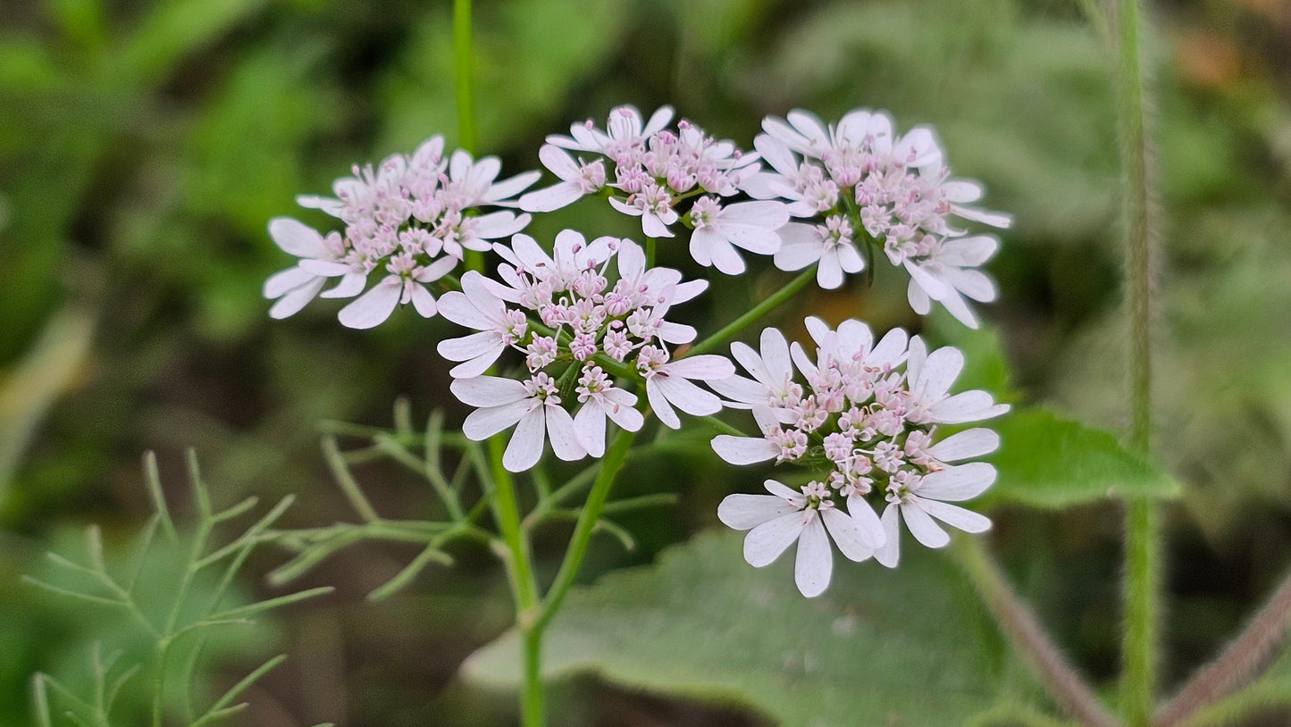 100 FIESTA Green CILANTRO / CORIANDER Coriandrum Sativum Herb Vegetable Seeds